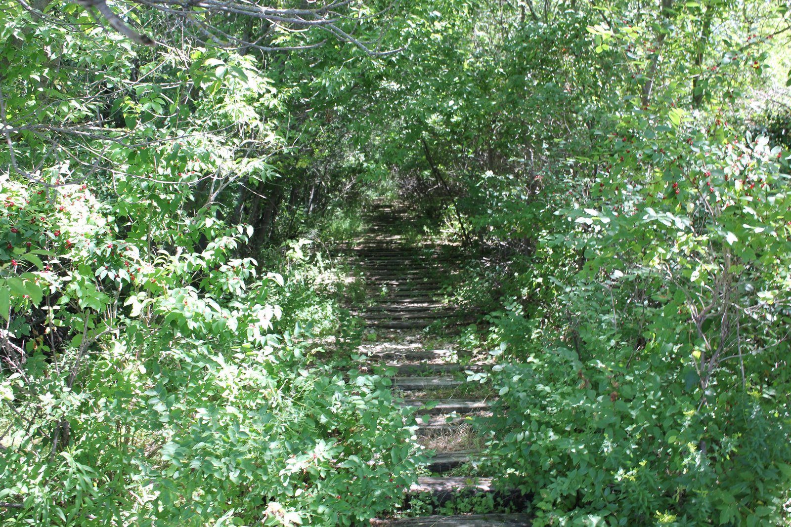 Overgrown line across island